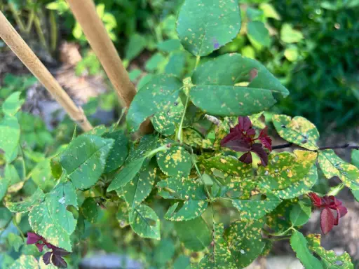 Rose leaves show signs of distress with yellow spots and holes, indicating the presence of rose pests.