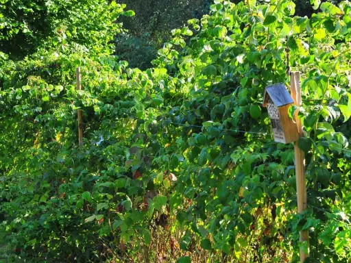 Un nichoir à insectes sur un tuteur en bois, une belle idée tuteur framboisier pour un jardin fleuri et accueillant.