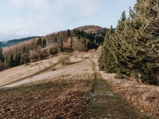 Ścieżka wije się przez trawiaste zbocze w Beskidzie Morawskim, otoczona drzewami.