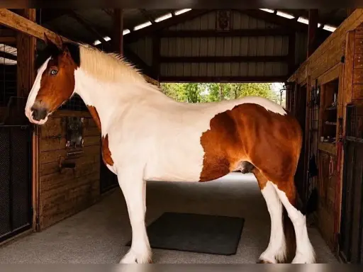 Ein kräftiges Pferd mit braun-weißer Fellzeichnung steht in einem Stall. Es ist ein Beispiel für robuste Arbeitspferde Rassen.