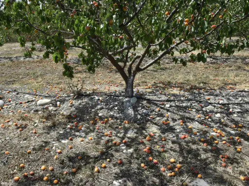 Un abricotier porte des fruits, mais combien de temps pour en avoir ? Ici, des abricots tombés jonchent le sol sec.