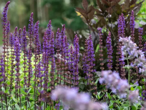 En humla besöker en vacker salvia blomma i en lummig trädgård.