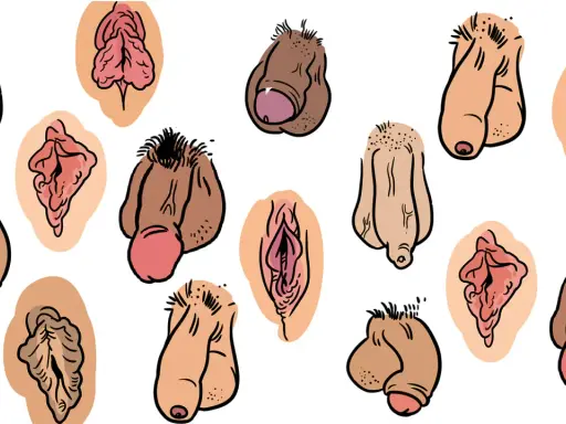 Różnorodne, rysunkowe przedstawienia męskich narządów płciowych, w tym owłosiony penis, w różnych pozach i stylach.