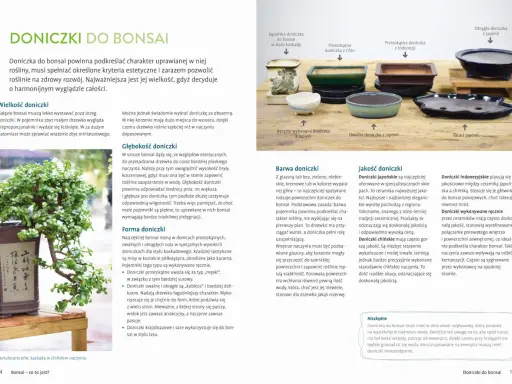 Bonsai ogrodowe w Polsce: Mrozoodporne gatunki i sekrety pielęgnacji