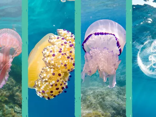 Quattro meduse mare colorate e trasparenti nuotano in acque azzurre.