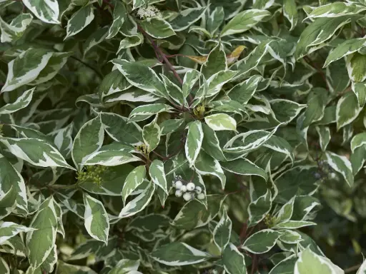 Liście dereń biały Elegantissima z zielono-białym obrzeżeniem, w tle zielone owoce.