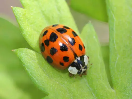 A multicolored Asian lady beetle rests on a vibrant green leaf, its orange shell dotted with black spots.