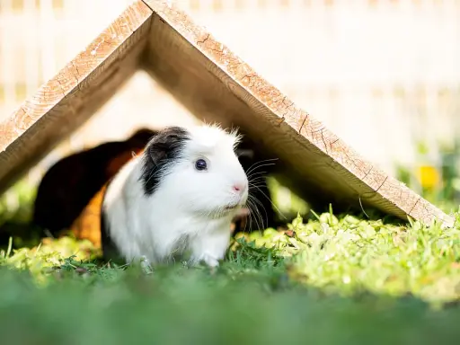Ein weißes Meerschweinchen mit schwarzer Kappe erkundet seinen Auslauf in der Wohnung, versteckt sich unter einem Holzhaus.