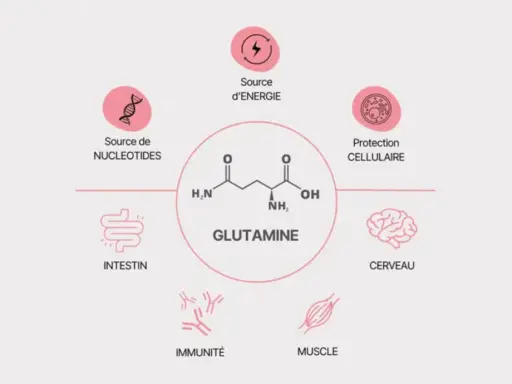 Schéma illustrant les multiples bienfaits de la glutamine : source d'énergie, protection cellulaire, soutien intestinal, immunitaire, musculaire et cérébral.