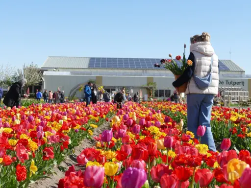 Bunte Tulpenfelder, Menschen genießen die Aussicht. Die Antwort auf "wann ist Tulpenzeit?" ist klar: jetzt!