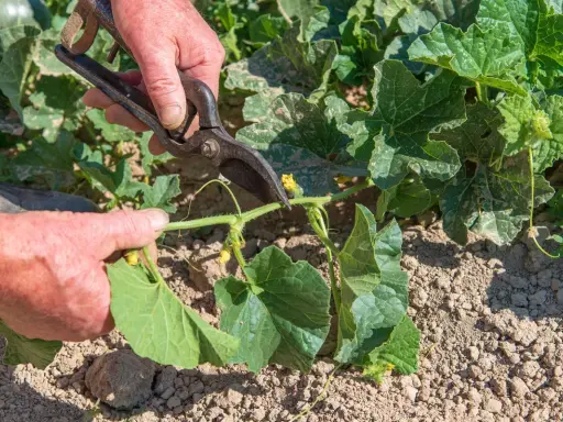 Main d'un jardinier coupant une tige de melon. La taille du melon est essentielle pour une bonne croissance.