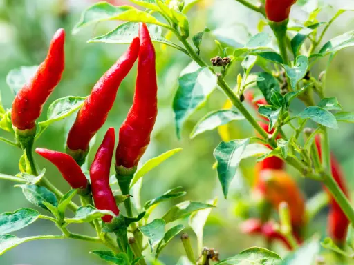 Des piments rouges vifs sur une tige verte. Pour savoir si un piment est mûr, observez sa couleur vive et sa fermeté.