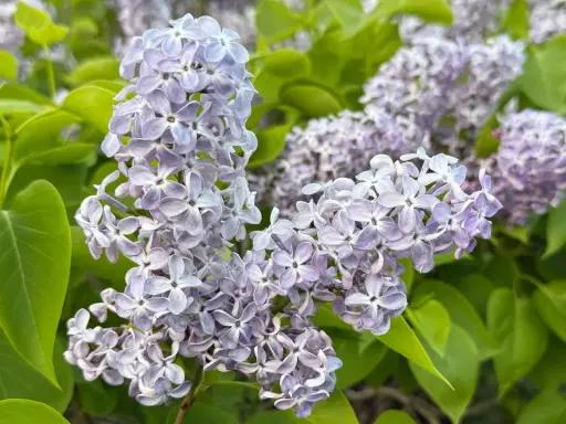 Vackra syrener blommar i lila nyanser, omgivna av gröna blad. En doft av vår i luften.