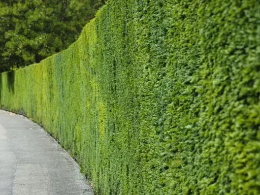 Haie verte et dense longeant un chemin. Idéal pour savoir quand planter une haie 4 saisons.