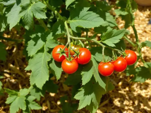 Un plan de tomate cerise mûrissant sur sa tige, entouré de feuilles vertes luxuriantes.