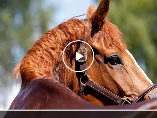 Ein braunes Pferd mit glänzendem Fell, das aussieht, als würde es schwitzen ohne Anstrengung. Der Blick ist nach rechts gerichtet, im Hintergrund unscharfes Grün.
