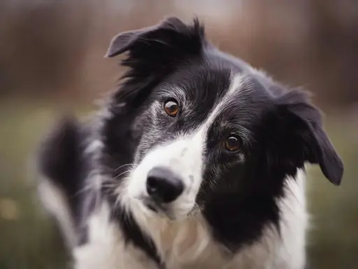 Un border collie au regard intense, prêt pour une alimentation saine et équilibrée.