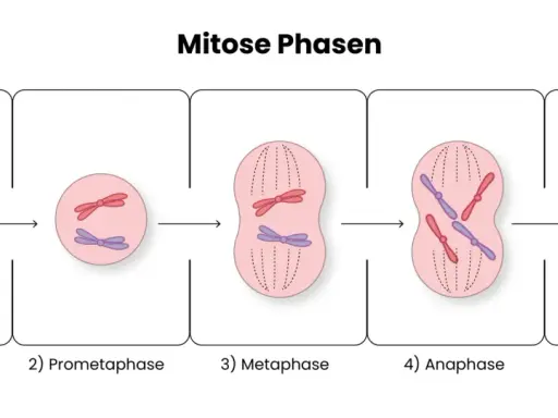 Die Phasen der Mitose: Chromosomen kondensieren, ordnen sich an und trennen sich, um zwei neue Zellen zu bilden.