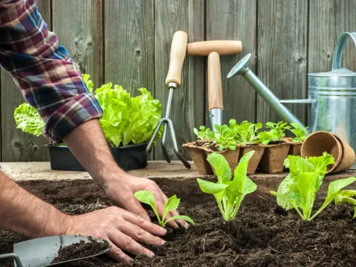 Mains plantant des jeunes pousses de salade dans la terre, avec des outils de jardinage et une arrosoir. Une belle journée pour semer avec la lune.