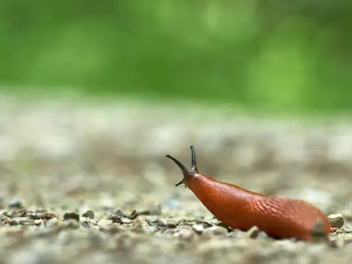 Un escargot qui mange, sa tête levée, explore le chemin caillouteux sous un fond vert flou.