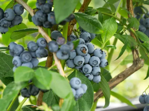 Gros plan sur des grappes de myrtilles bleues et rondes sur un arbre à myrtille, avec des feuilles vertes luxuriantes en arrière-plan.