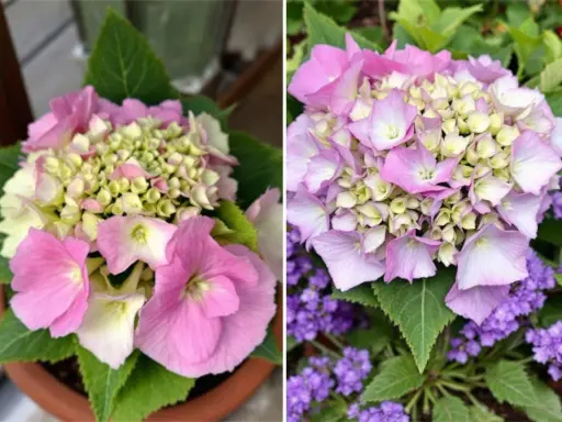 Un magnifique hortensia d'intérieur aux teintes roses et crème, avec des petites fleurs violettes en arrière-plan.