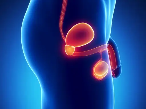 Anatomical illustration showing the male reproductive system, including the bladder, prostate, and testes. The image highlights the prostate's location and size, relevant for understanding the wymiar prostaty u 65 latka.
