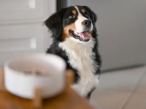 Berger de Berne impatient devant sa gamelle, signe d'une meilleure alimentation chien.