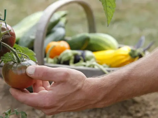 Main d'un jardinier récoltant une tomate noir de Crimée, avec un panier rempli de légumes en arrière-plan.