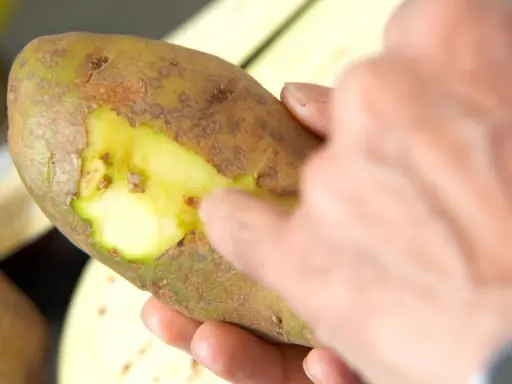 Une main touche une pomme de terre verte, révélant sa chair jaune vif sous la peau.