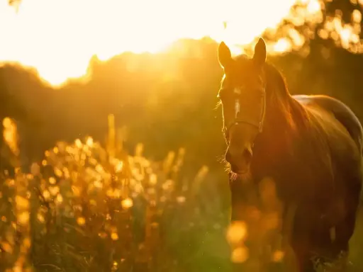 Ein braunes Pferd im goldenen Abendlicht. Viele Reiter teilen positive GPS Tracker Pferd Erfahrungen, um ihre Tiere sicher zu wissen.