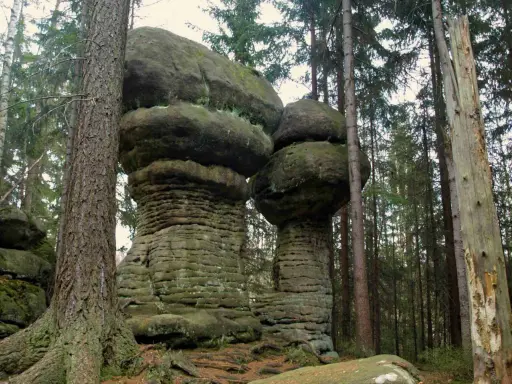 Kamienne grzyby na trasie w Górach Stołowych. Monumentalne formacje skalne w otoczeniu lasu iglastego.