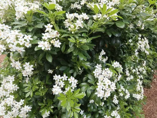 Gros plan sur un oranger du Mexique en pleine floraison, ses grappes de petites fleurs blanches contrastent avec son feuillage vert foncé.