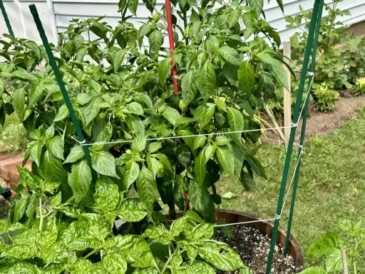 A pepper plant is supported by a trellis, showing that peppers need a trellis for healthy growth and fruit production.