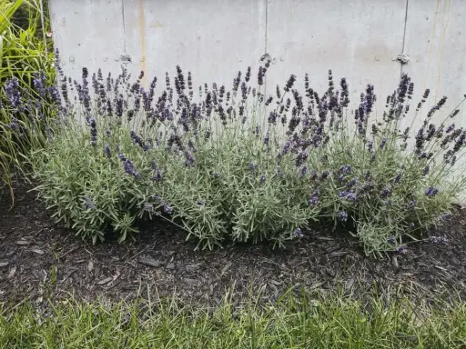 Lavendel blüht üppig vor einer Betonwand. Die Frage "wann Lavendel pflanzen" wird durch diese üppige Pflanze beantwortet: jetzt!