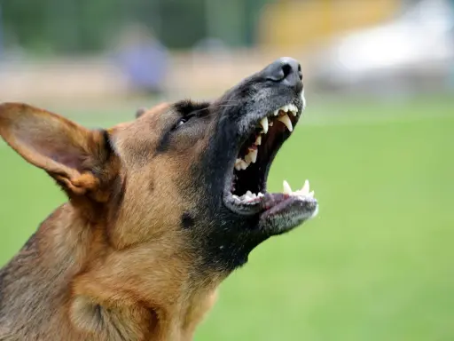 Un berger allemand hurle, montrant ses crocs. Mon chien aboie au moindre bruit, il est très protecteur.