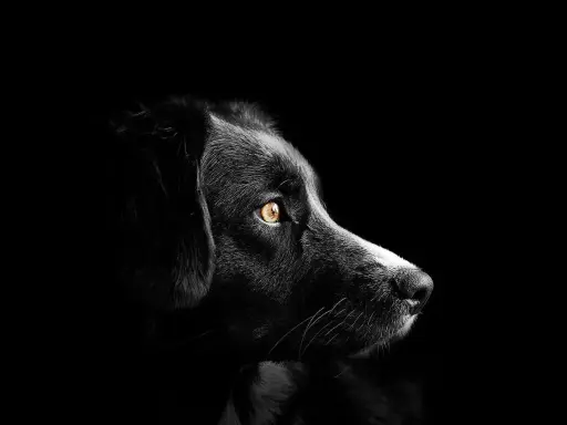 Portrait d'un chien noir aux yeux ambrés, perdu dans le noir. Mon chien est mort, je suis triste.