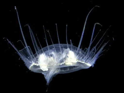 Una medusa trasparente con lunghi tentacoli si muove nell'oscurità. Un'immagine suggestiva di quando ci sono le meduse.