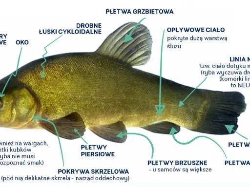 Anatomia ryby: otwory nosowe, oko, łuski, płetwy, linia boczna (neuromasty). Czy ryba ma mózg? Tak, ryby mają mózg, choć jego budowa różni się od ludzkiej.