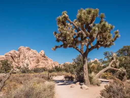 Charakterystyczne drzewo Jozuego na tle skalistego krajobrazu Joshua Tree Park.