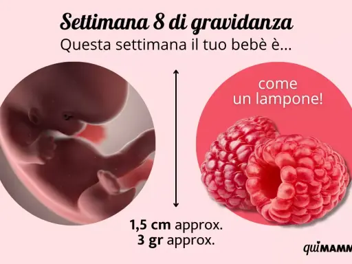 Bebè di 8 settimane di gravidanza, grande come un lampone, misura 1,5 cm e pesa 3 grammi.