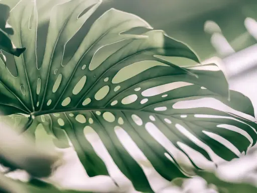 Duży, zielony liść monstery z charakterystycznymi otworami, jakby wyrwany prosto z dżungli. Monstera w naturze zachwyca swoją formą.
