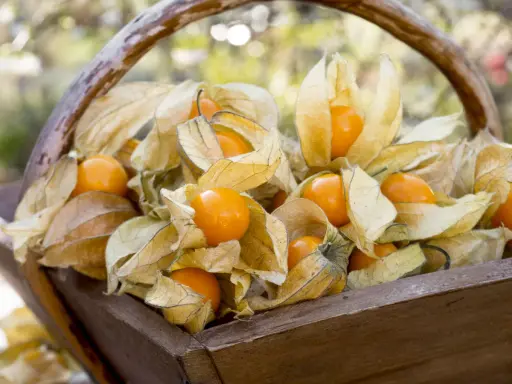 Un panier en bois rempli de physalis, leurs lanternes sèches révélant des fruits orange vifs. La plante physalis est prête à être récoltée.