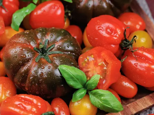 Gros plan sur une variété grosse tomate rouge, aux côtés de tomates cerises et de basilic frais, le tout parsemé de gouttes d'eau.