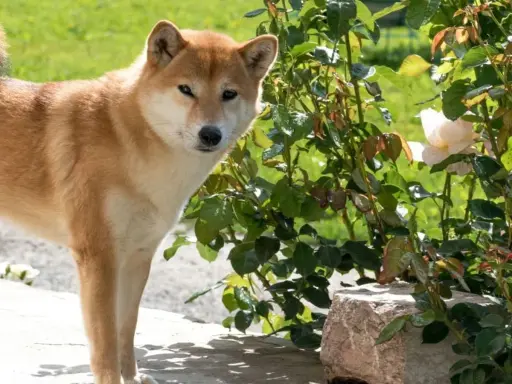 Shiba Inu obok krzewu róż, na którym widać białe kwiaty. Piesek zastanawia się, czy aksamitka jest trująca, ale to róża.