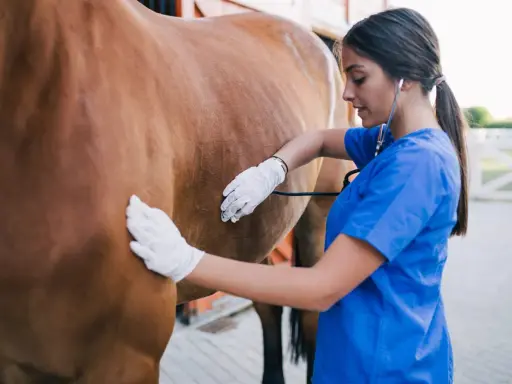 Tierärztin untersucht ein Pferd mit einem Stethoskop. Sie trägt Handschuhe und blaue Arbeitskleidung.
