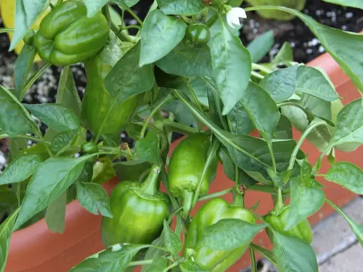 Plante de poivrons verts en pleine croissance, promettant une belle récolte. La culture poivron est un plaisir simple.