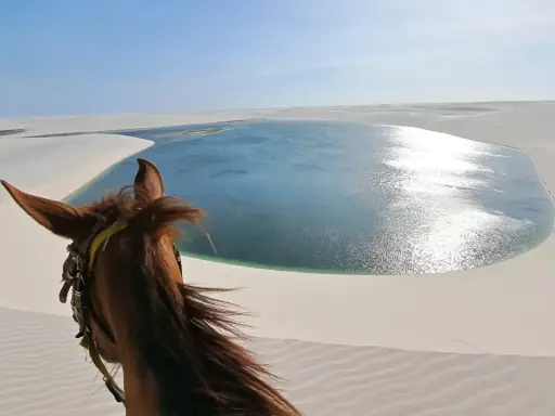 Pferd blickt auf eine glitzernde Lagune in den Lençóis Maranhenses. Sanddünen erstrecken sich bis zum Horizont.
