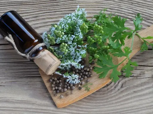 Coriander przyprawa do czego? Na desce leżą nasiona kolendry, jej kwiaty i liście, obok ciemna buteleczka.