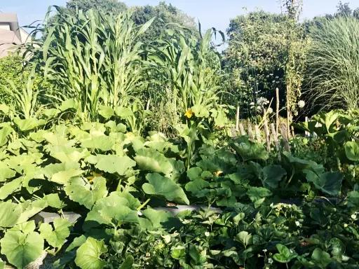 Un potager luxuriant avec maïs, courges et fraises. De belles astuces jardinage pour une récolte abondante.